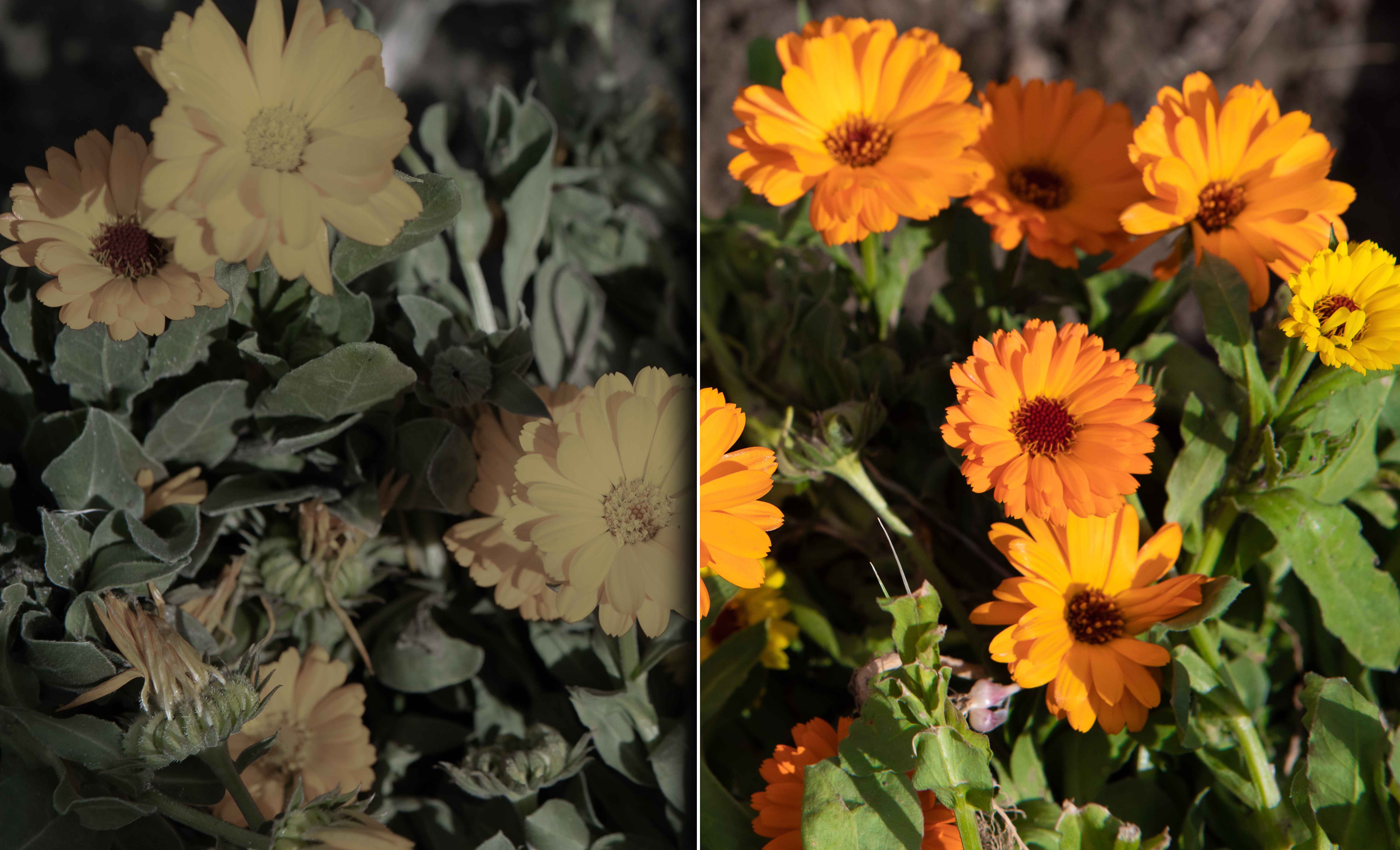 Imagem comparativa de duas imagens disposta uma ao lado da outra, uma com as cores apagadas e a outra basntante colorida.